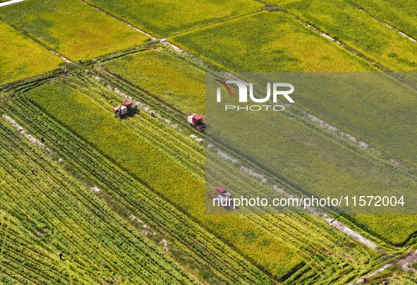 Villagers drive harvesters to harvest rice in a high-standard farmland in Chongqing, China, on September 13, 2024. 