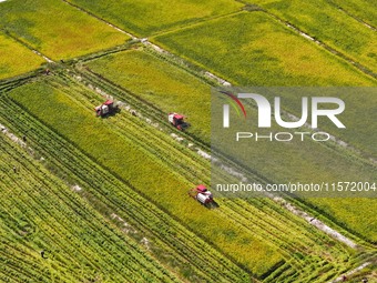 Villagers drive harvesters to harvest rice in a high-standard farmland in Chongqing, China, on September 13, 2024. (