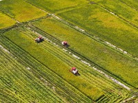 Villagers drive harvesters to harvest rice in a high-standard farmland in Chongqing, China, on September 13, 2024. (