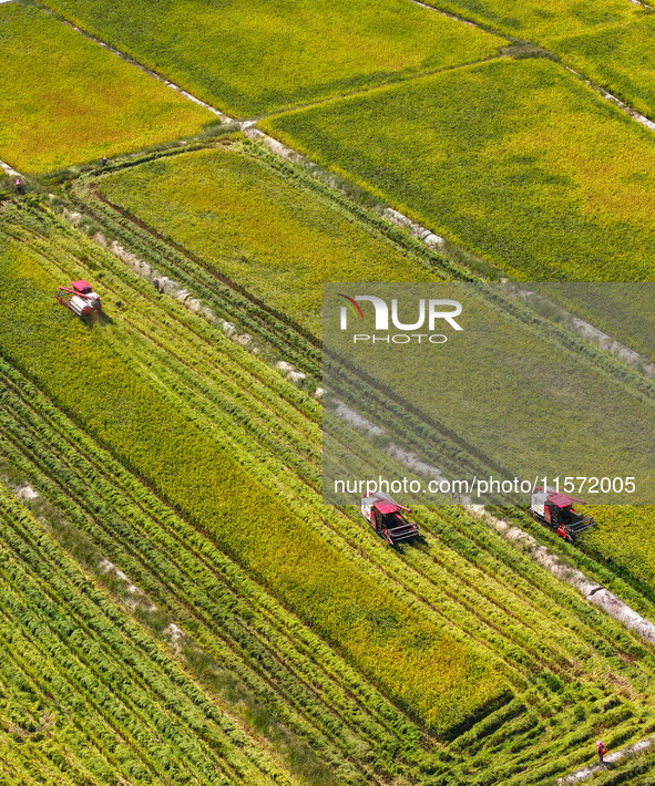 Villagers drive harvesters to harvest rice in a high-standard farmland in Chongqing, China, on September 13, 2024. 