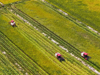 Villagers drive harvesters to harvest rice in a high-standard farmland in Chongqing, China, on September 13, 2024. (