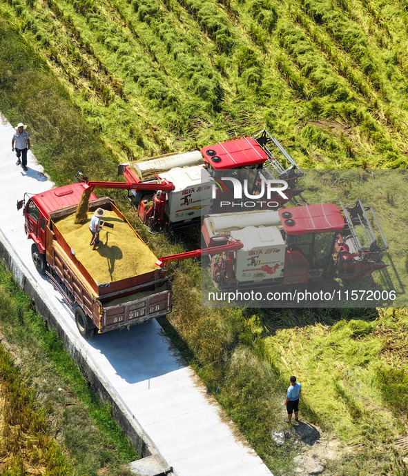 Villagers drive harvesters to harvest rice in a high-standard farmland in Chongqing, China, on September 13, 2024. 