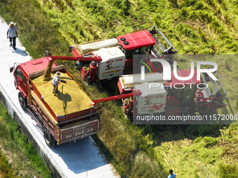 Villagers drive harvesters to harvest rice in a high-standard farmland in Chongqing, China, on September 13, 2024. (