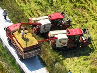 Villagers drive harvesters to harvest rice in a high-standard farmland in Chongqing, China, on September 13, 2024. (