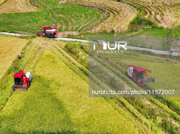 Villagers drive harvesters to harvest rice in a high-standard farmland in Chongqing, China, on September 13, 2024. 