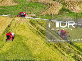 Villagers drive harvesters to harvest rice in a high-standard farmland in Chongqing, China, on September 13, 2024. (