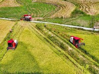 Villagers drive harvesters to harvest rice in a high-standard farmland in Chongqing, China, on September 13, 2024. (