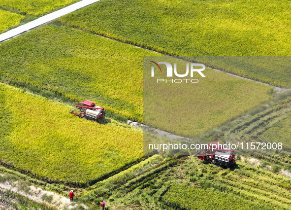 Villagers drive harvesters to harvest rice in a high-standard farmland in Chongqing, China, on September 13, 2024. 