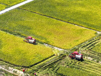 Villagers drive harvesters to harvest rice in a high-standard farmland in Chongqing, China, on September 13, 2024. (