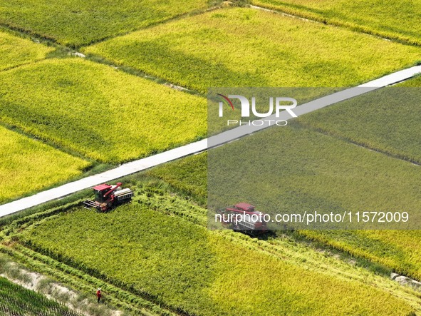 Villagers drive harvesters to harvest rice in a high-standard farmland in Chongqing, China, on September 13, 2024. 