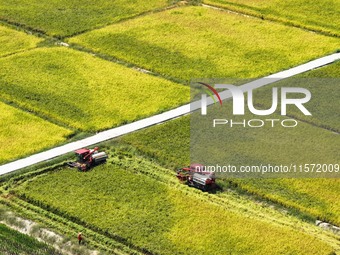 Villagers drive harvesters to harvest rice in a high-standard farmland in Chongqing, China, on September 13, 2024. (