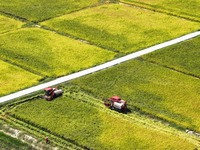 Villagers drive harvesters to harvest rice in a high-standard farmland in Chongqing, China, on September 13, 2024. (