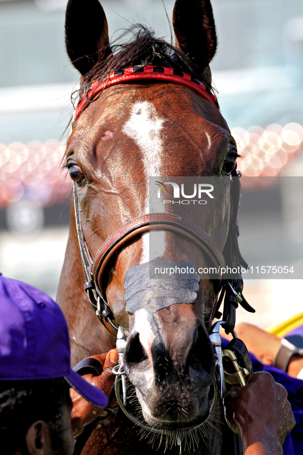 Thoroughbred racehorse And One More Time is photographed after a win in the Johnnie Walker Natalma Stakes (Grade I) at Woodbine Racetrack in...