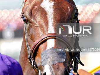 Thoroughbred racehorse And One More Time is photographed after a win in the Johnnie Walker Natalma Stakes (Grade I) at Woodbine Racetrack in...