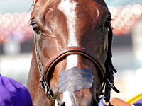 Thoroughbred racehorse And One More Time is photographed after a win in the Johnnie Walker Natalma Stakes (Grade I) at Woodbine Racetrack in...