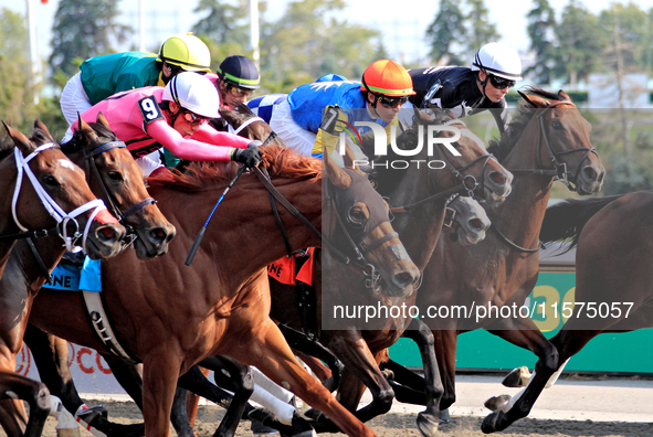 The field of thoroughbred horses and jockeys leaves the starting gates at the beginning of the Ontario Matron Stakes (Grade III) at Woodbine...