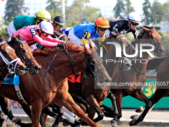 The field of thoroughbred horses and jockeys leaves the starting gates at the beginning of the Ontario Matron Stakes (Grade III) at Woodbine...