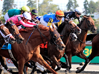 The field of thoroughbred horses and jockeys leaves the starting gates at the beginning of the Ontario Matron Stakes (Grade III) at Woodbine...