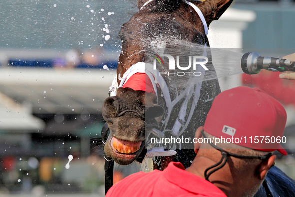 Thoroughbred racehorse Fashionably Fab gets a cooling shower after a win in the Ontario Matron Stakes (Grade III) at Woodbine Racetrack in T...