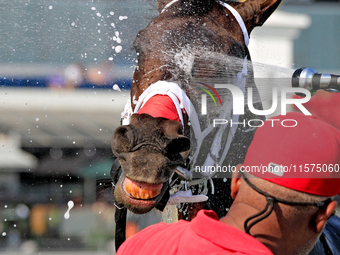 Thoroughbred racehorse Fashionably Fab gets a cooling shower after a win in the Ontario Matron Stakes (Grade III) at Woodbine Racetrack in T...