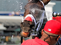 Thoroughbred racehorse Fashionably Fab gets a cooling shower after a win in the Ontario Matron Stakes (Grade III) at Woodbine Racetrack in T...