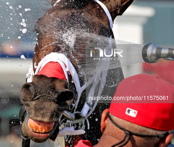 Thoroughbred racehorse Fashionably Fab gets a cooling shower after a win in the Ontario Matron Stakes (Grade III) at Woodbine Racetrack in T...