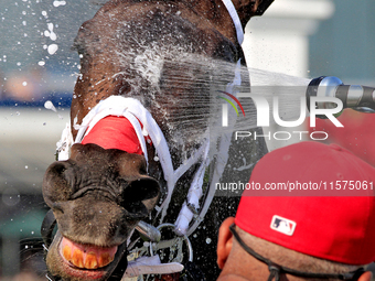 Thoroughbred racehorse Fashionably Fab gets a cooling shower after a win in the Ontario Matron Stakes (Grade III) at Woodbine Racetrack in T...