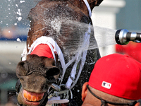 Thoroughbred racehorse Fashionably Fab gets a cooling shower after a win in the Ontario Matron Stakes (Grade III) at Woodbine Racetrack in T...