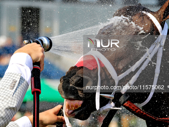 Thoroughbred racehorse Fashionably Fab gets a cooling shower after a win in the Ontario Matron Stakes (Grade III) at Woodbine Racetrack in T...