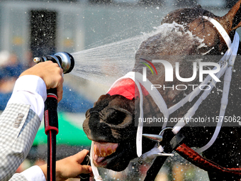 Thoroughbred racehorse Fashionably Fab gets a cooling shower after a win in the Ontario Matron Stakes (Grade III) at Woodbine Racetrack in T...