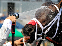 Thoroughbred racehorse Fashionably Fab gets a cooling shower after a win in the Ontario Matron Stakes (Grade III) at Woodbine Racetrack in T...