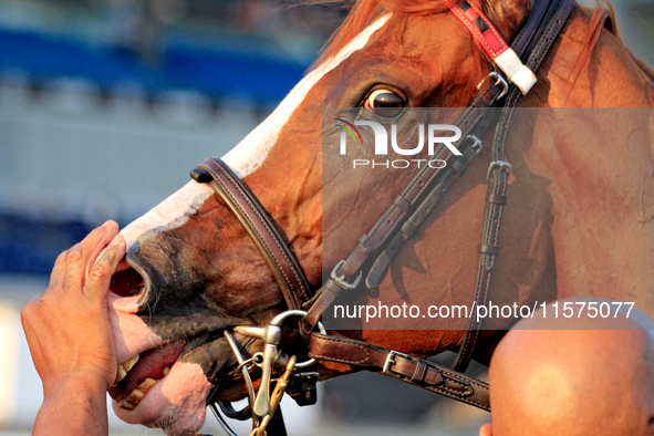 Thoroughbred racehorse Win for the Money receives a pat on the nose after a win in the $1,000,000 Rogers Woodbine Mile Stakes (Grade I) at W...