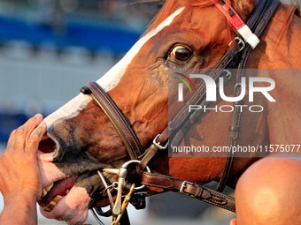 Thoroughbred racehorse Win for the Money receives a pat on the nose after a win in the $1,000,000 Rogers Woodbine Mile Stakes (Grade I) at W...