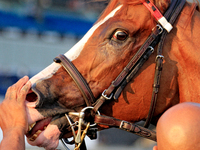 Thoroughbred racehorse Win for the Money receives a pat on the nose after a win in the $1,000,000 Rogers Woodbine Mile Stakes (Grade I) at W...