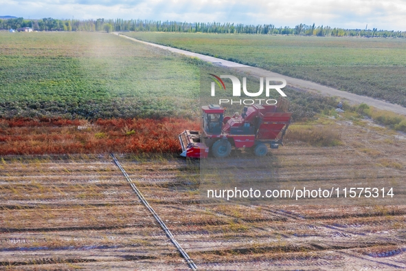 Farmers drive a machine to harvest chili peppers in Anjihai township, Shawan, China, on September 14, 2024. 