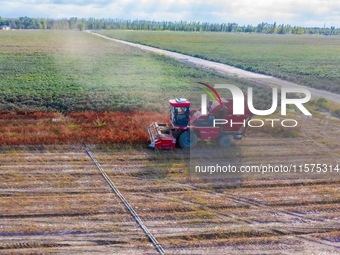 Farmers drive a machine to harvest chili peppers in Anjihai township, Shawan, China, on September 14, 2024. (