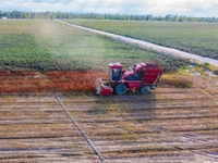 Farmers drive a machine to harvest chili peppers in Anjihai township, Shawan, China, on September 14, 2024. (