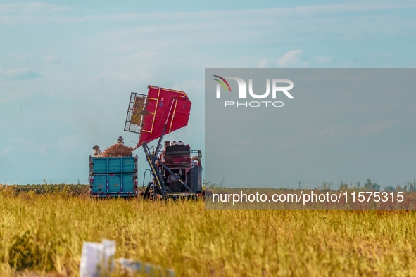 Farmers drive a machine to harvest chili peppers in Anjihai township, Shawan, China, on September 14, 2024. 