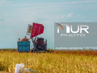 Farmers drive a machine to harvest chili peppers in Anjihai township, Shawan, China, on September 14, 2024. (