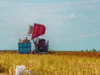 Farmers drive a machine to harvest chili peppers in Anjihai township, Shawan, China, on September 14, 2024. (