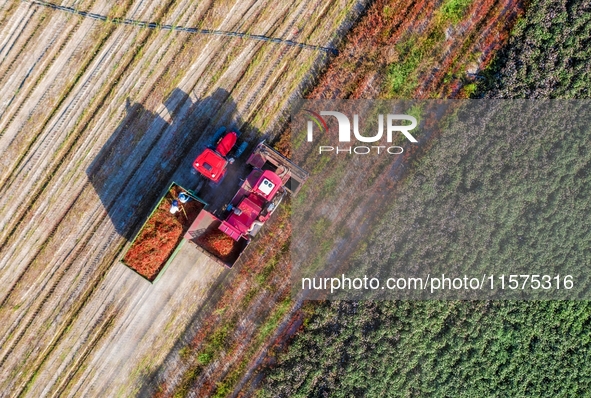 Farmers drive a machine to harvest chili peppers in Anjihai township, Shawan, China, on September 14, 2024. 