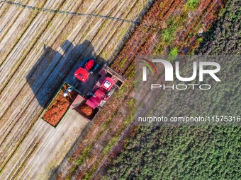 Farmers drive a machine to harvest chili peppers in Anjihai township, Shawan, China, on September 14, 2024. (