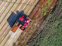 Farmers drive a machine to harvest chili peppers in Anjihai township, Shawan, China, on September 14, 2024. (