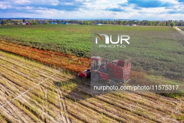 Farmers drive a machine to harvest chili peppers in Anjihai township, Shawan, China, on September 14, 2024. 