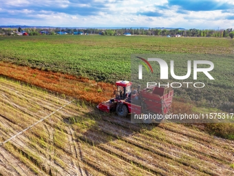 Farmers drive a machine to harvest chili peppers in Anjihai township, Shawan, China, on September 14, 2024. (