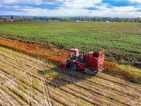 Farmers drive a machine to harvest chili peppers in Anjihai township, Shawan, China, on September 14, 2024. (