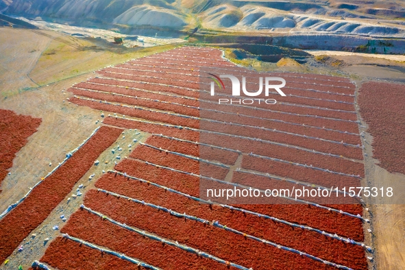 Farmers dry chili peppers in Anjihai town of Shawan city, in Shawan, China, on September 14, 2024. 