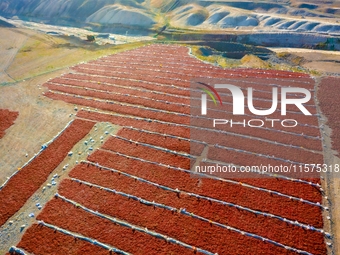 Farmers dry chili peppers in Anjihai town of Shawan city, in Shawan, China, on September 14, 2024. (