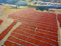 Farmers dry chili peppers in Anjihai town of Shawan city, in Shawan, China, on September 14, 2024. (