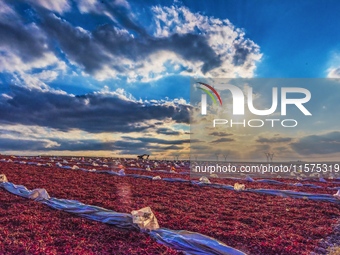 Farmers dry chili peppers in Anjihai town of Shawan city, in Shawan, China, on September 14, 2024. (